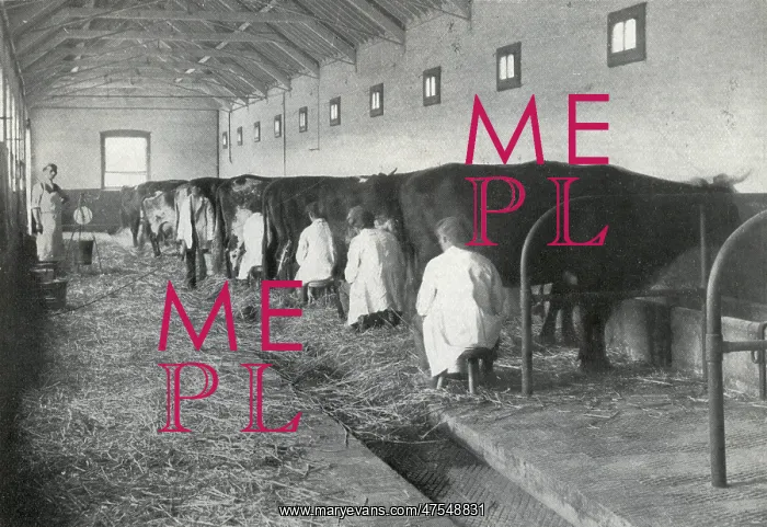 : Milking, Darenth Training Colony, Kent : Milking, Darenth Training Colony, Kent