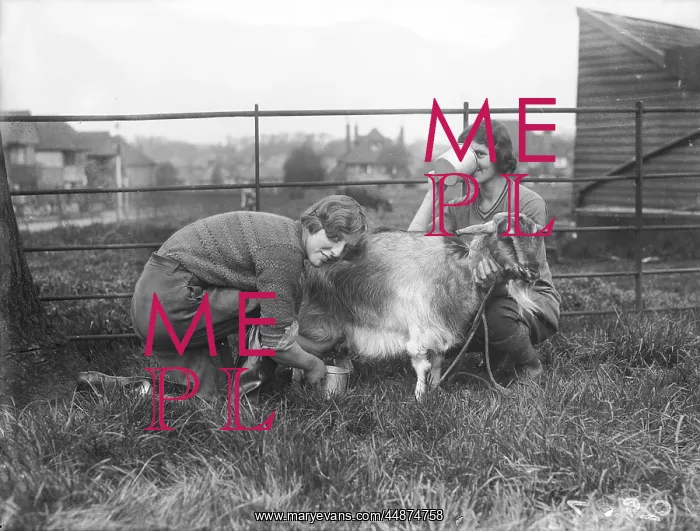 : MILKING A GOAT : MILKING A GOAT
