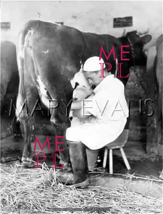  : MILKING BY HAND 1950S