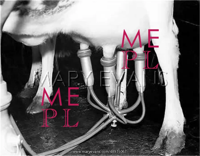 : MILKING MACHINE : MILKING MACHINE
