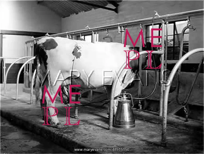 : MILKING MACHINE : MILKING MACHINE