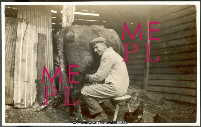  : MILKING, PHOTO