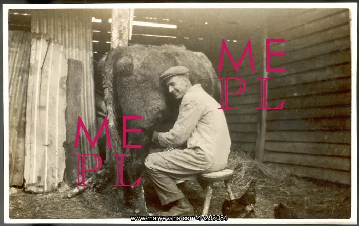  : MILKING, PHOTO