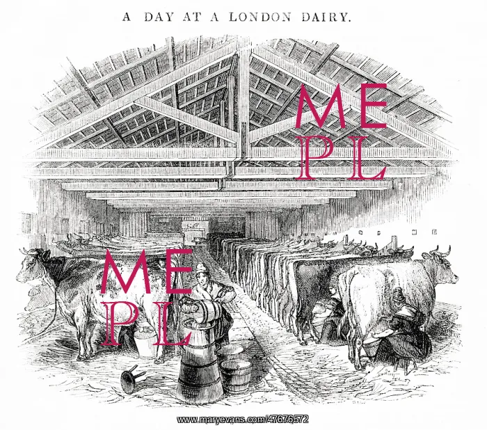 : Milking shed at Laycock's Dairy, Islington, North London : Milking shed at Laycock's Dairy, Islington, North London