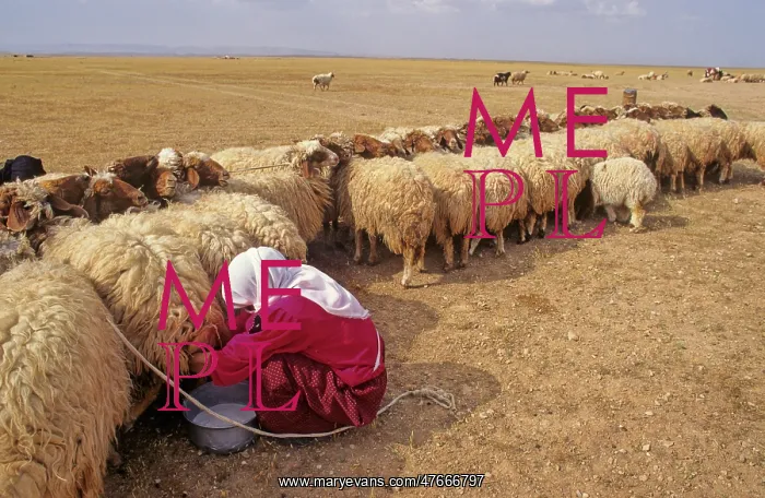 : Milking sheep, Syian desert : Milking sheep, Syian desert