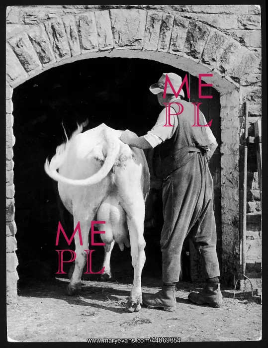  : MILKING TIME