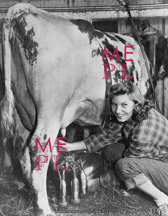 : Milking time on the farm : Milking time on the farm