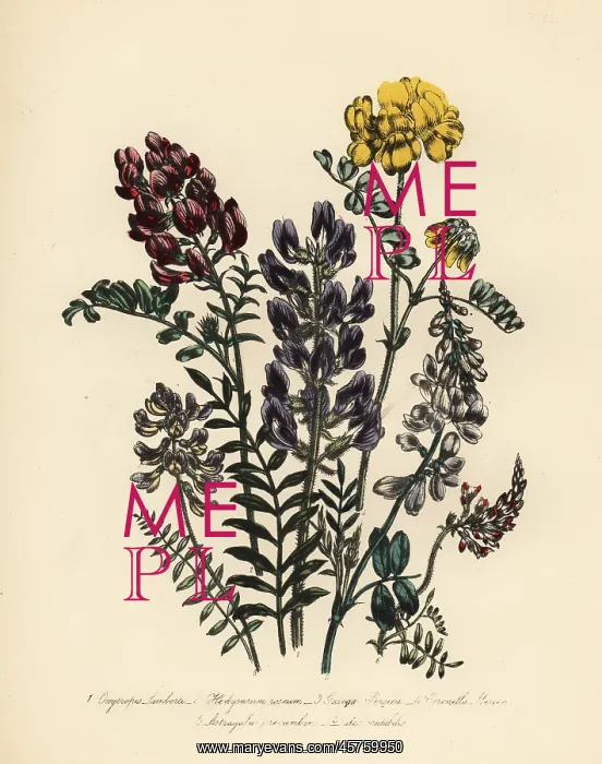 : Milkvetch and honeysuckle species : Milkvetch and honeysuckle species