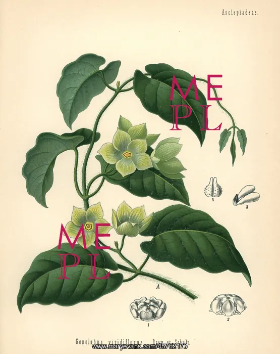 : Milkvine, Matelea denticulata : Milkvine, Matelea denticulata