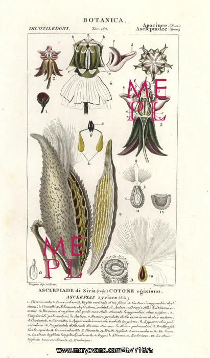 : Milkweed, Asclepias syriaca : Milkweed, Asclepias syriaca