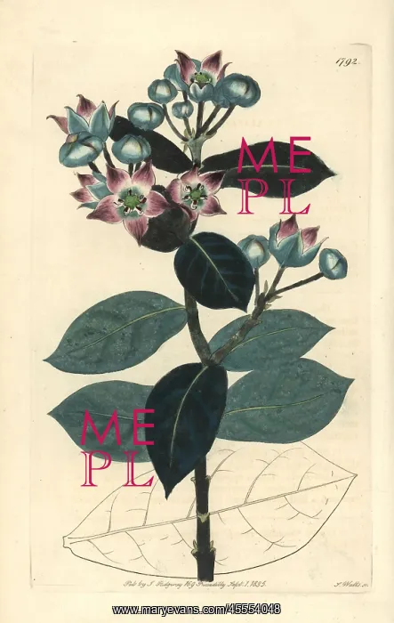 : Milkweed tree or apple of Sodom, Calotropis procera : Milkweed tree or apple of Sodom, Calotropis procera