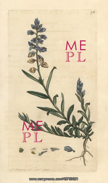 : Milkwort, Polygala vulgaris : Milkwort, Polygala vulgaris
