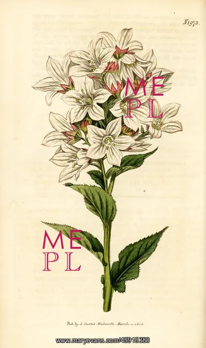 : Milky bellflower, Campanula lactiflora : Milky bellflower, Campanula lactiflora