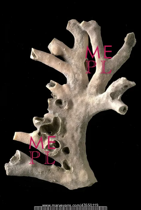 : Millepora. Branching colony, 11 cm in height, of the hydrozoan Millepora : Millepora. Branching colony, 11 cm in height, of the hydrozoan Millepora