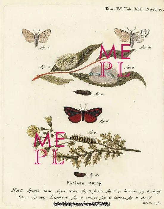 : Miller moth and cinnabar moth : Miller moth and cinnabar moth
