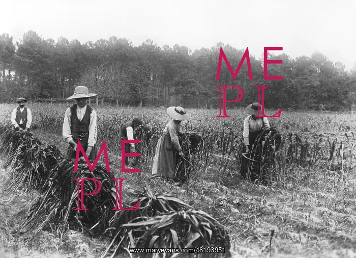 : Millet harvest, 1911 : Millet harvest, 1911