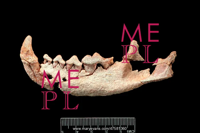 : Six million year carnivore jaw? : Six million year carnivore jaw?
