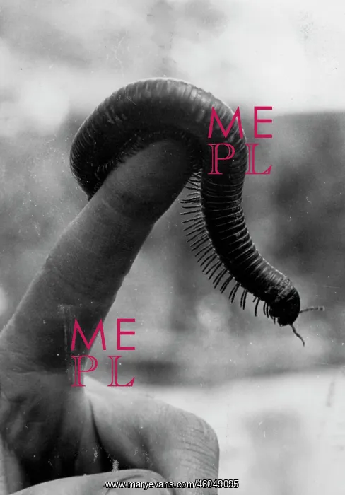 : Millipede. London Zoo. Great Britain. Photograph. 1937 : Millipede. London Zoo. Great Britain. Photograph. 1937