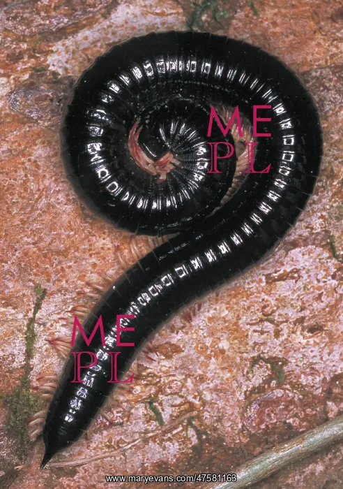 : Millipedes are common on the rainforest floor in Sri Lanka : Millipedes are common on the rainforest floor in Sri Lanka