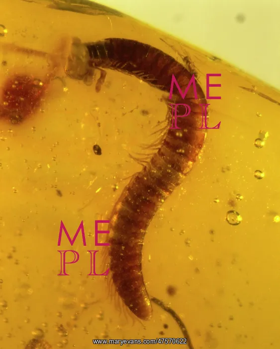 : Millipede in amber : Millipede in amber