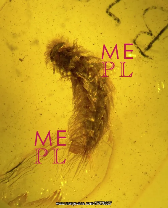 : Millipede in amber : Millipede in amber
