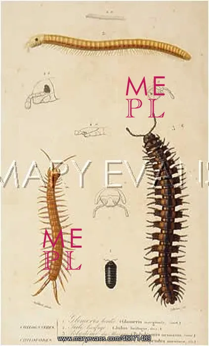 : MILLIPEDES / DUHN / VARIOUS : MILLIPEDES / DUHN / VARIOUS
