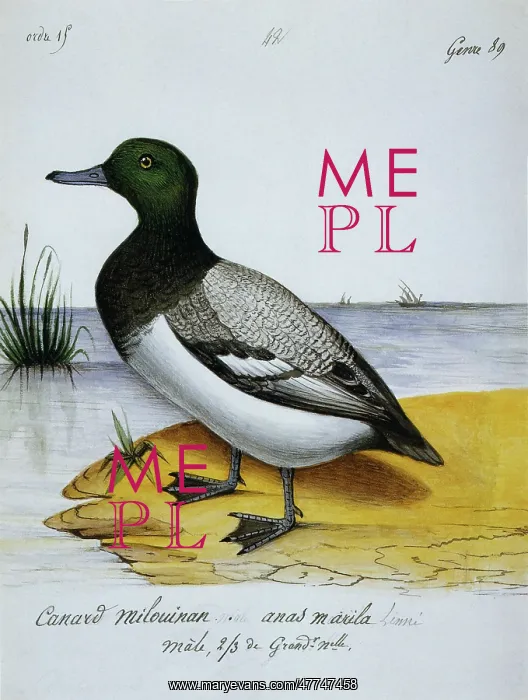  : Milouinan Duck
