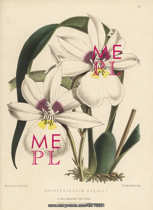 : Miltoniopsis roezlii orchid : Miltoniopsis roezlii orchid