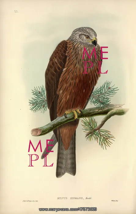 : Milvus migrans, black kite : Milvus migrans, black kite