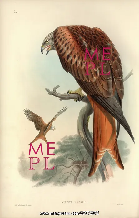 : Milvus milvus, red kite : Milvus milvus, red kite