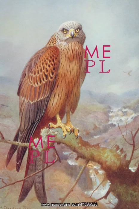 : Milvus milvus, red kite : Milvus milvus, red kite