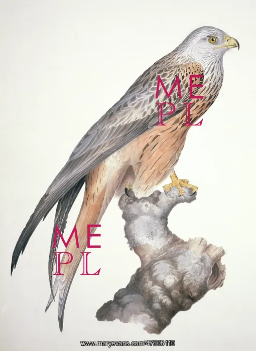 : Milvus milvus, red kite : Milvus milvus, red kite