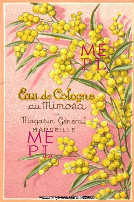 : Mimosa Eau de Cologne advert : Mimosa Eau de Cologne advert