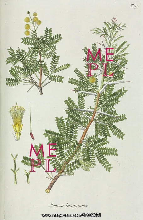: Mimosa leucacantha : Mimosa leucacantha
