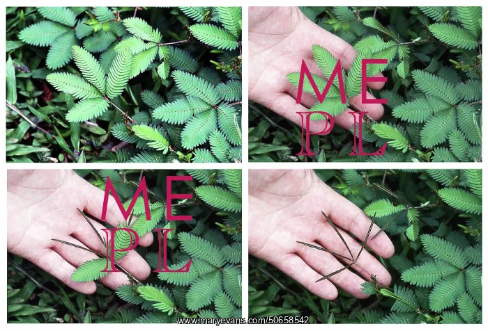 : Mimosa, Touch-Sensitive Plant : Mimosa, Touch-Sensitive Plant