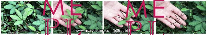 : Mimosa, Touch-Sensitive Plant : Mimosa, Touch-Sensitive Plant