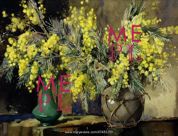 : Mimosa ' in two vases : Mimosa ' in two vases