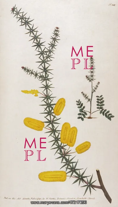  : Mimosa Verticillata