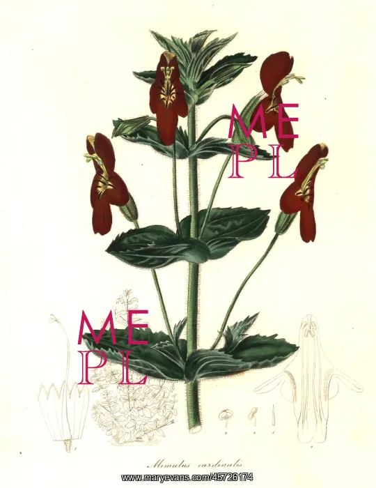 : Mimulus roseus x Mimulus cardinalis : Mimulus roseus x Mimulus cardinalis