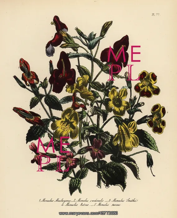 : Mimulus species : Mimulus species