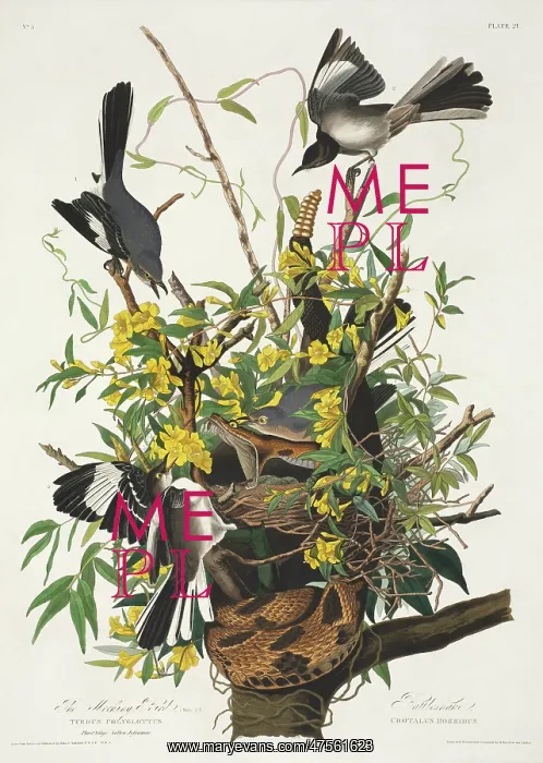 : Mimus polyglottos, northern mockingbird : Mimus polyglottos, northern mockingbird