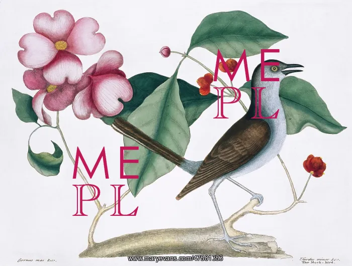 : Mimus polyglottos, northern mockingbird : Mimus polyglottos, northern mockingbird