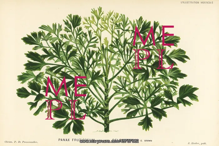 : Ming aralia, Polyscias fruticosa : Ming aralia, Polyscias fruticosa