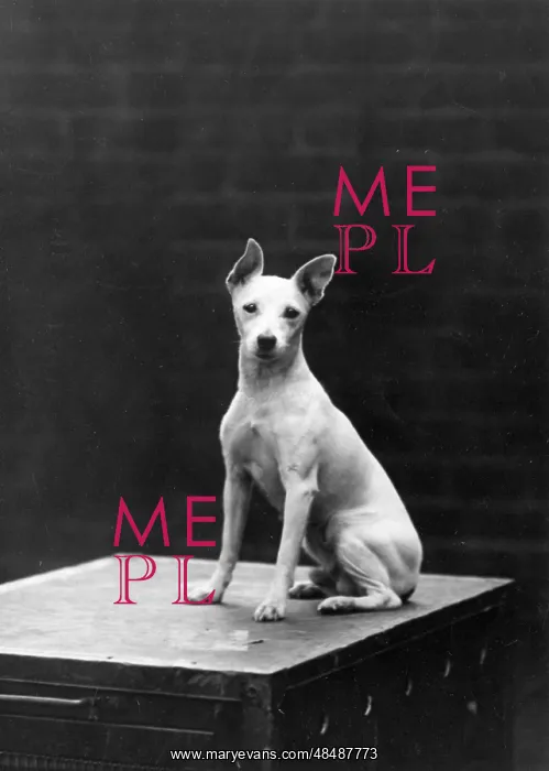 : MINIATURE BULL TERRIER : MINIATURE BULL TERRIER