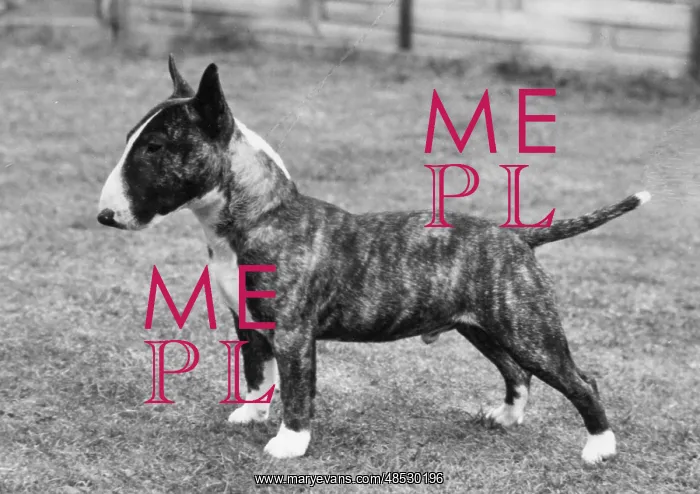  : MINIATURE BULL TERRIER