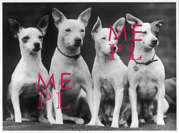 : MINIATURE BULL TERRIERS : MINIATURE BULL TERRIERS