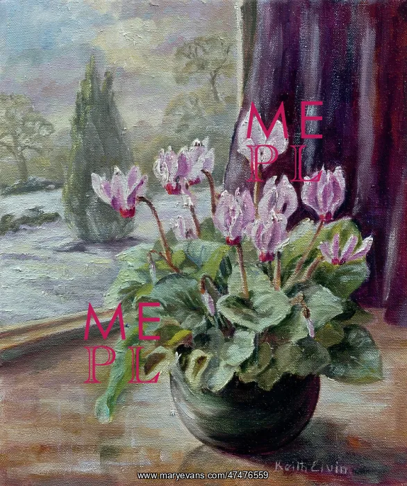 : Miniature Cyclamen in the Window ? snow outside : Miniature Cyclamen in the Window ? snow outside