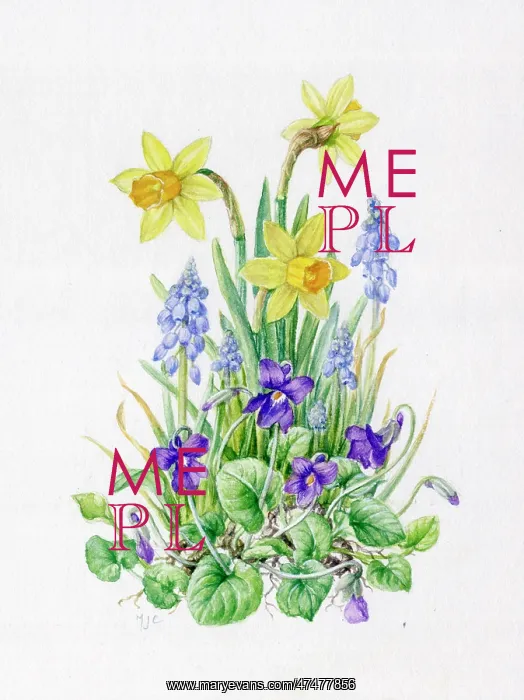  : Miniature Daffodils, Grape Hyacinths and Violets
