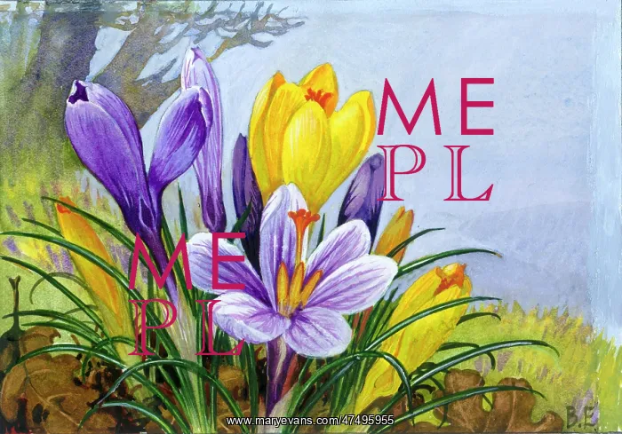 : Miniature daffodils and squills : Miniature daffodils and squills