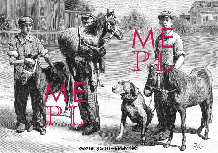  : Miniature horses, 1904